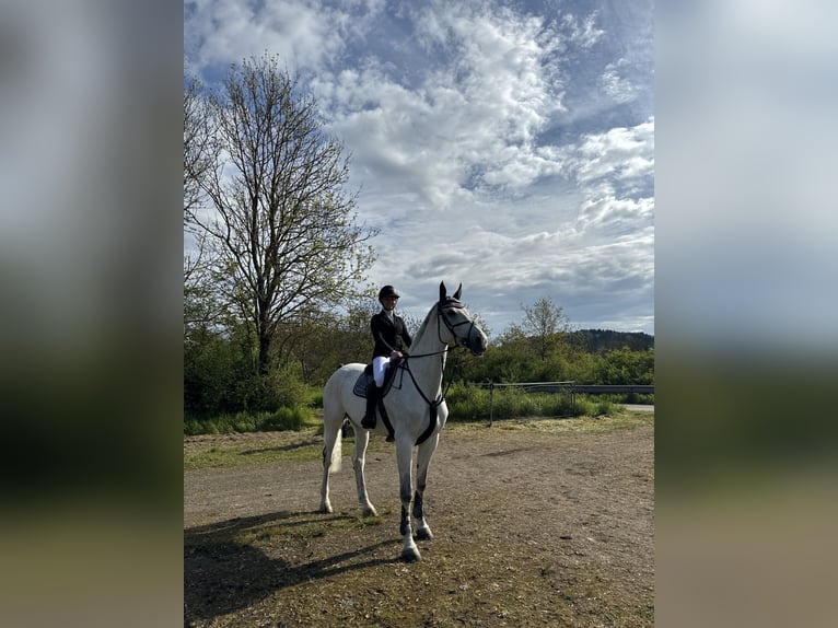 Oldenburg-International (OS) Mare 11 years 17,1 hh Grey in Traben-Trarbach