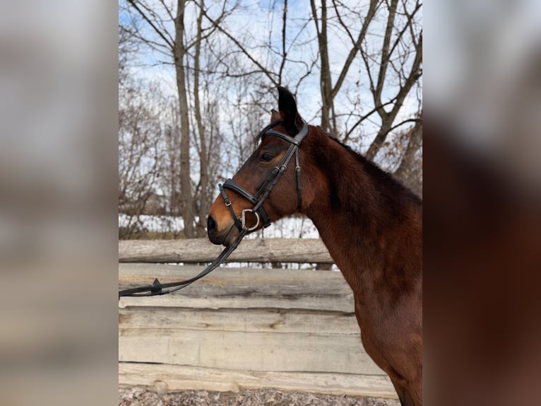 Oldenburg-International (OS) Mare 11 years Brown in Stainz