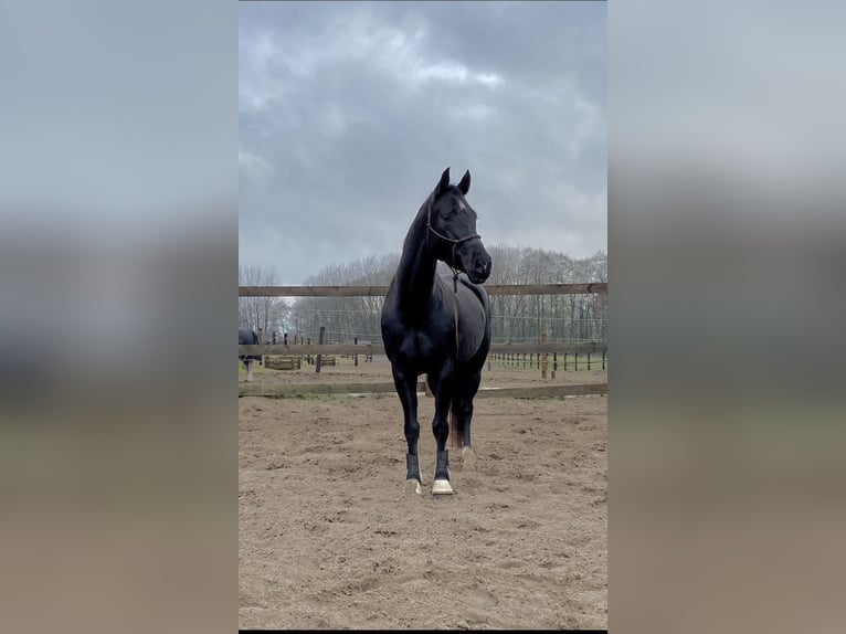 Oldenburg-International (OS) Mare 12 years 15.2 hh Black in Lübeck