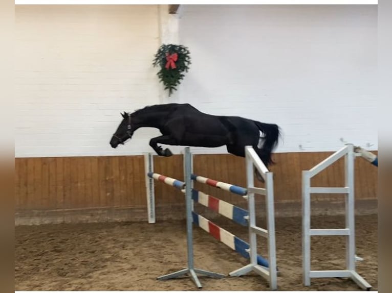 Oldenburg-International (OS) Mare 12 years 15.2 hh Black in Lübeck