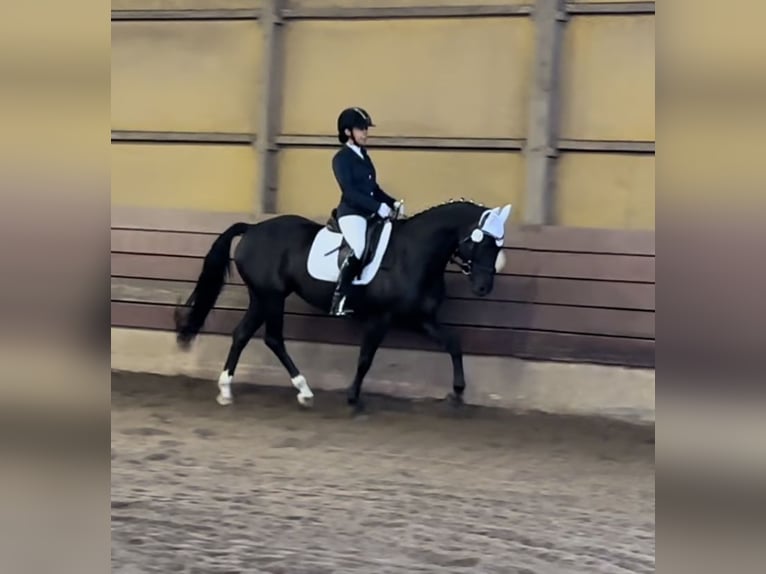 Oldenburg-International (OS) Mare 12 years 15.2 hh Black in Lübeck