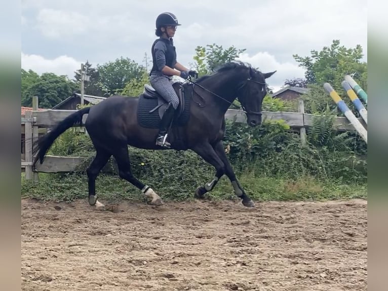 Oldenburg-International (OS) Mare 12 years 15.2 hh Black in Lübeck