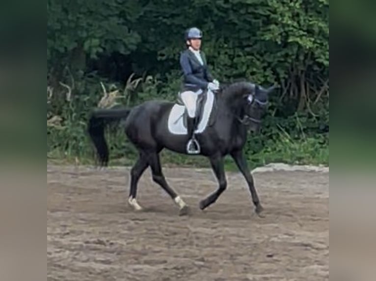 Oldenburg-International (OS) Mare 12 years 15.2 hh Black in Lübeck