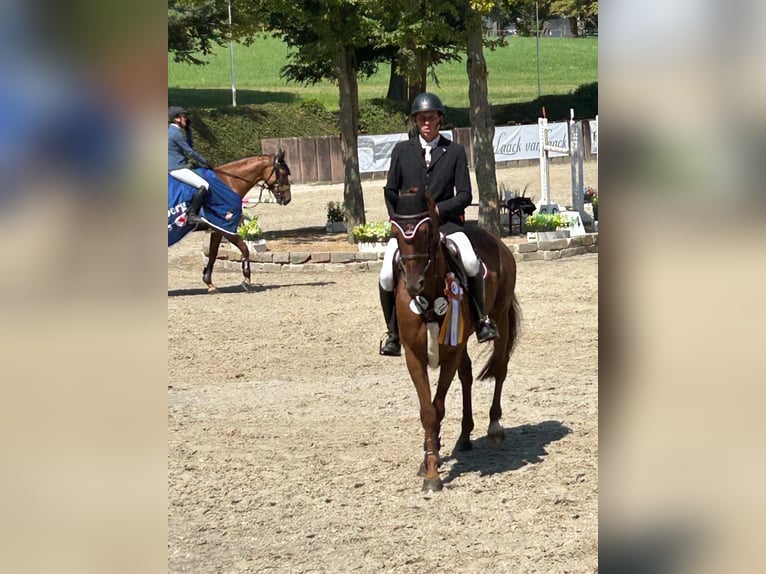 Oldenburg-International (OS) Mare 12 years 15,2 hh Chestnut-Red in Erkelenz