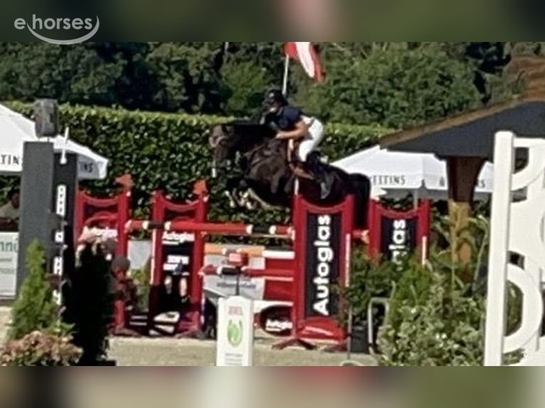Oldenburg-International (OS) Mare 12 years 16.1 hh Black in Varel JethausenVarel