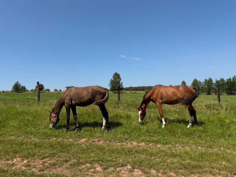 Oldenburg-International (OS) Mare 12 years 16.1 hh Grey in Mielno