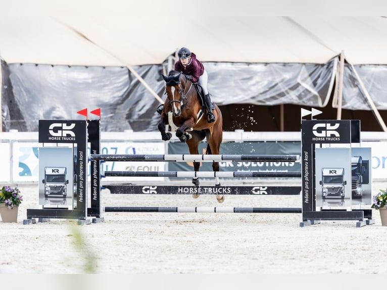 Oldenburg-International (OS) Mare 12 years 16.2 hh Brown in Mlada Boleslav