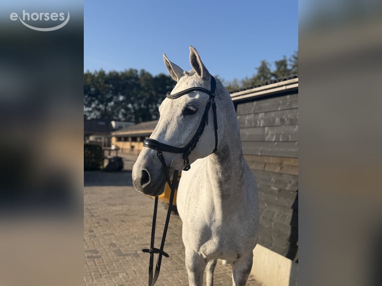Oldenburg-International (OS) Mare 12 years 16.2 hh Grey in Renswoude