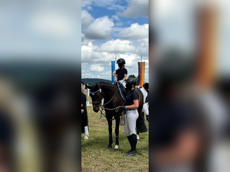 Oldenburg-International (OS) Mare 12 years 16 hh Bay-Dark in N&#xF6;rten-Hardenberg