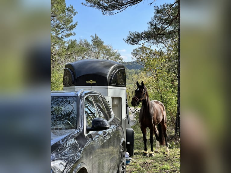 Oldenburg-International (OS) Mare 12 years 16 hh Brown in Oberstreu Oldenburg-International (OS) Mare 12 years 16 hh Brown in Oberstreu