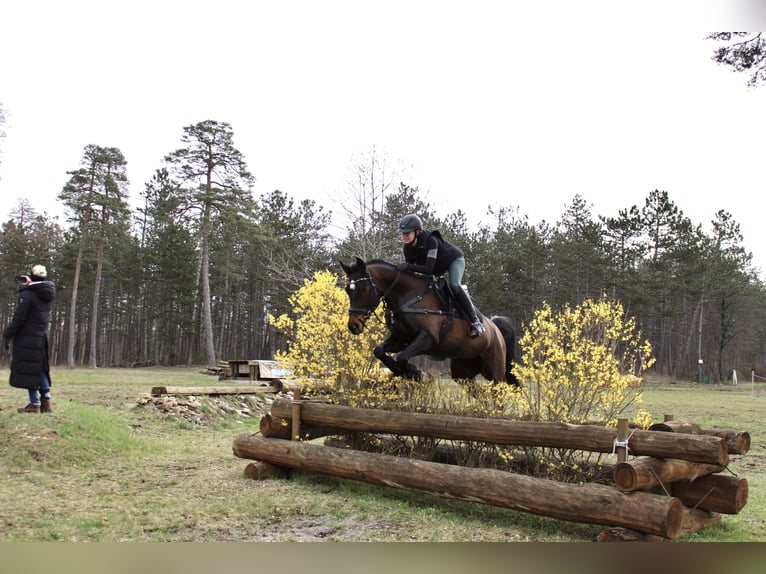 Oldenburg-International (OS) Mare 12 years 16 hh Brown in Oberstreu Oldenburg-International (OS) Mare 12 years 16 hh Brown in Oberstreu