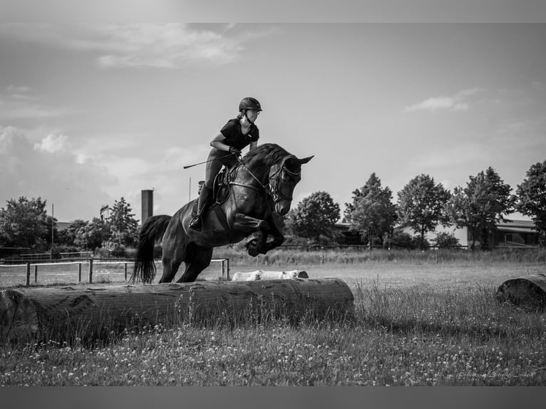 Oldenburg-International (OS) Mare 12 years 16 hh Brown in Oberstreu Oldenburg-International (OS) Mare 12 years 16 hh Brown in Oberstreu
