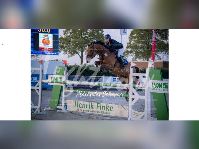 Oldenburg-International (OS) Mare 12 years 16 hh Brown in L&#xFC;nen