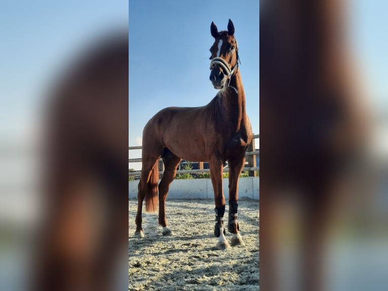 Oldenburg-International (OS) Mare 12 years 16 hh Chestnut-Red in Kerzers