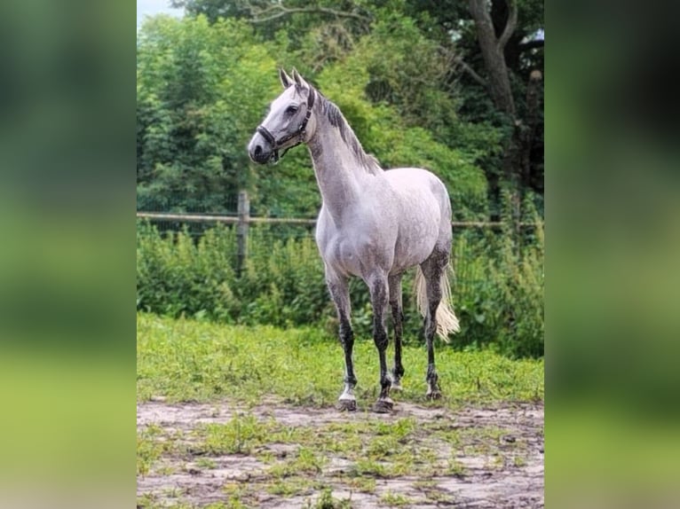 Oldenburg-International (OS) Mare 12 years 16 hh Grey in Magdeburg