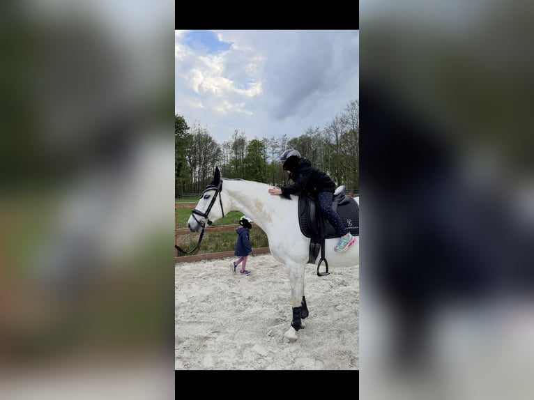 Oldenburg-International (OS) Mare 12 years 16 hh Grey in Westerstede