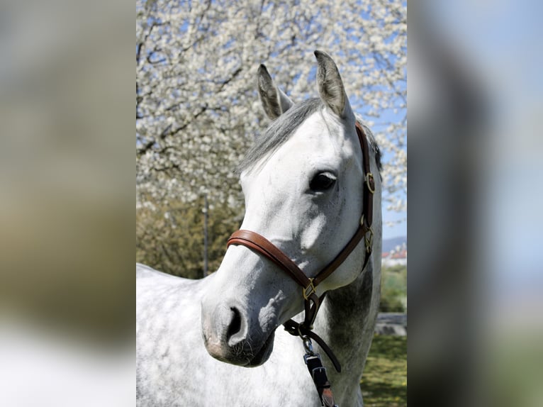Oldenburg-International (OS) Mare 12 years 16 hh Grey-Fleabitten in Frankfurt am Main