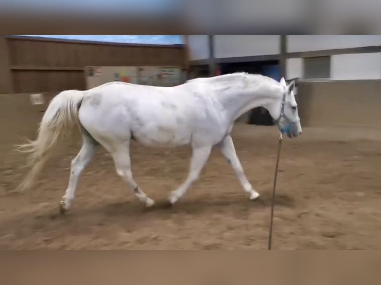 Oldenburg-International (OS) Mare 12 years 16 hh Grey in Lahnau