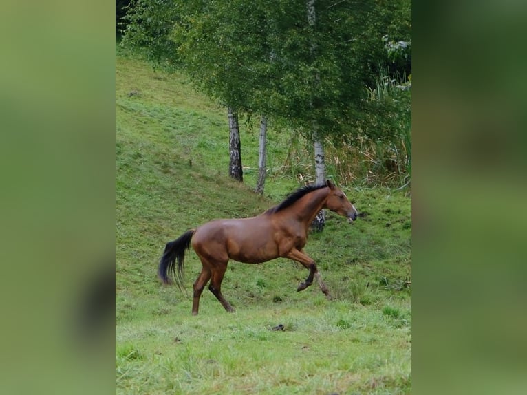Oldenburg-International (OS) Mare 12 years 16,1 hh Grey in Mielno