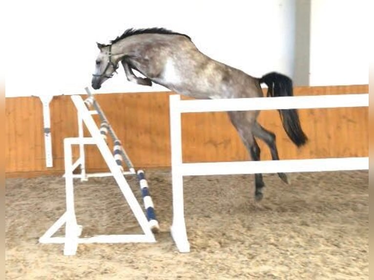 Oldenburg-International (OS) Mare 12 years 16,1 hh Grey in Mielno