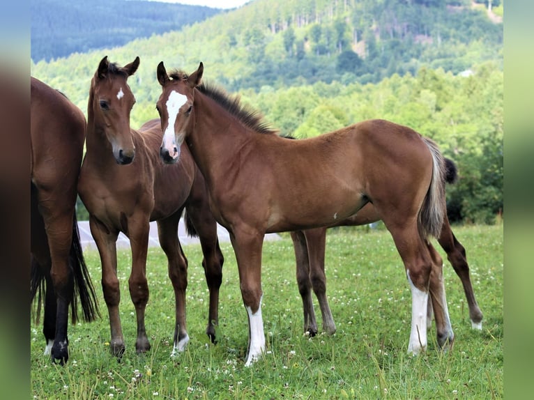 Oldenburg-International (OS) Mare 12 years 16,1 hh Grey in Mielno