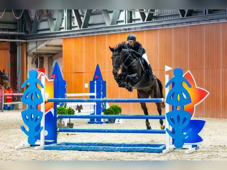 Oldenburg-International (OS) Mare 12 years 16,1 hh Smoky-Black in Zalrz&#xF3;w