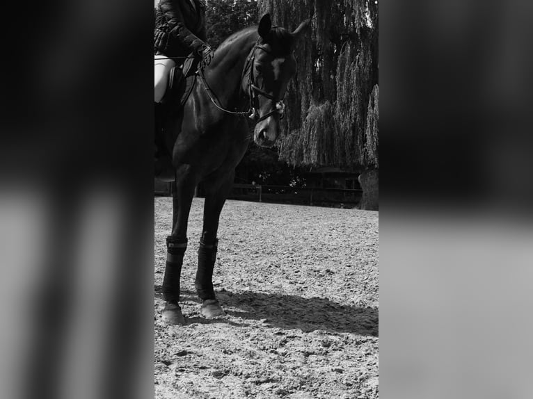 Oldenburg-International (OS) Mare 12 years 16,2 hh Brown in Schwerin