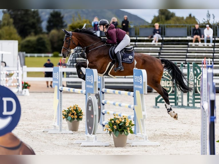Oldenburg-International (OS) Mare 12 years 16,2 hh Brown in Mlada Boleslav