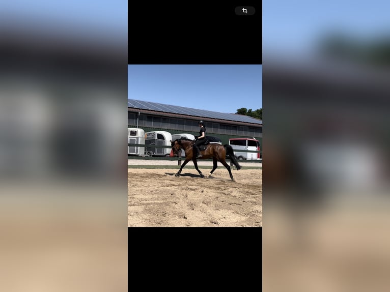 Oldenburg-International (OS) Mare 12 years 16,3 hh Brown in Osterr&#xF6;nfeld