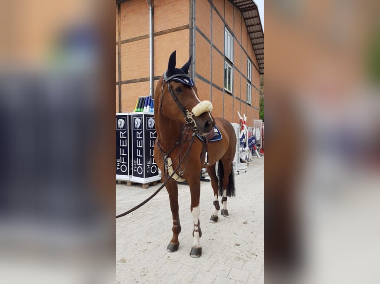 Oldenburg-International (OS) Mare 12 years 17,1 hh Chestnut in Bakum