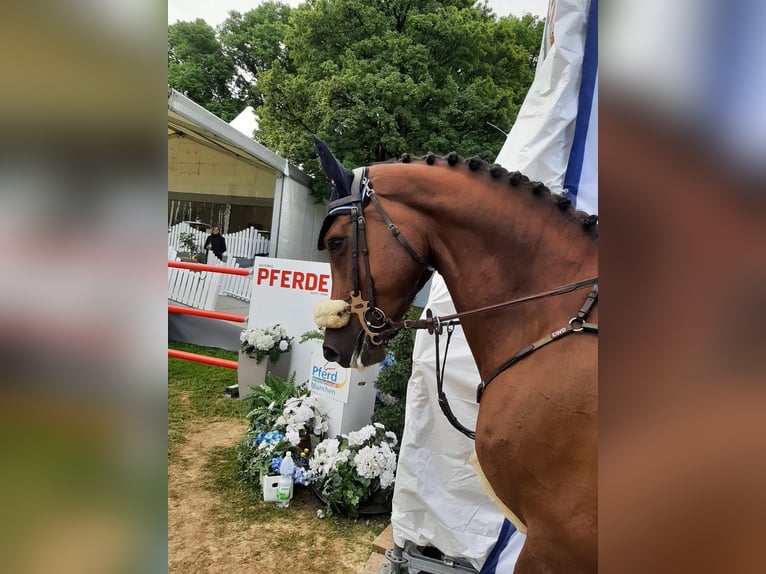 Oldenburg-International (OS) Mare 12 years 17,1 hh Chestnut in Bakum