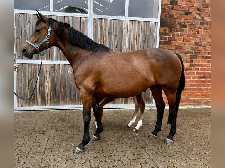 Oldenburg-International (OS) Mare 13 years 16.1 hh Brown in Stuhr