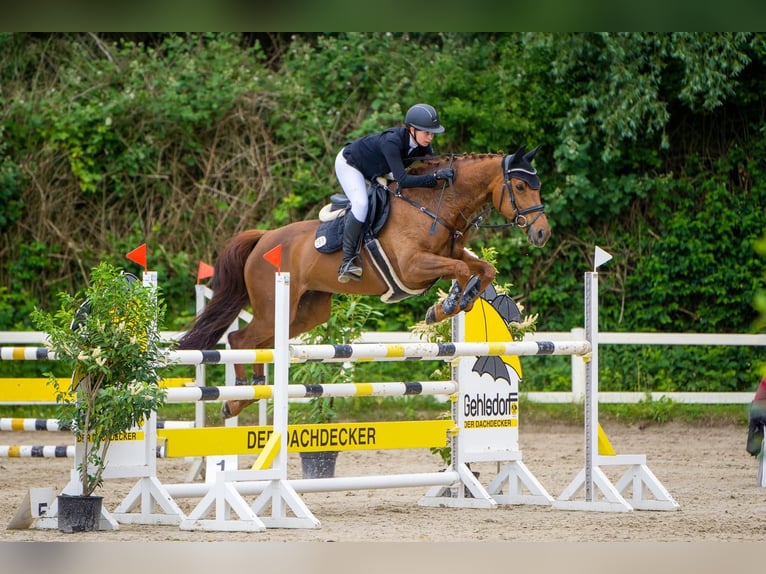 Oldenburg-International (OS) Mare 13 years 16,1 hh Chestnut in Krummesse