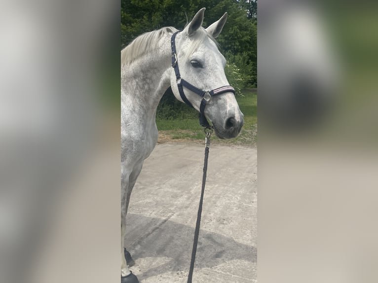 Oldenburg-International (OS) Mare 13 years 16.2 hh Grey in Schwanewede