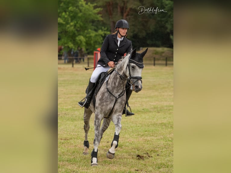 Oldenburg-International (OS) Mare 13 years 16.2 hh Grey in Schwanewede