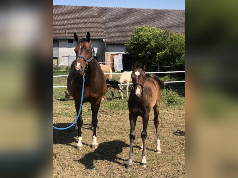 Oldenburg-International (OS) Mare 13 years 16 hh Bay-Dark in Bad Driburg