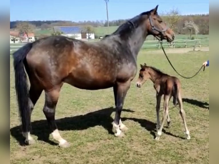 Oldenburg-International (OS) Mare 13 years 16 hh Bay-Dark in Bad Driburg