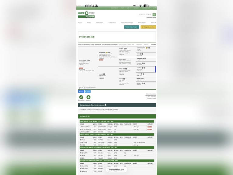 Oldenburg-International (OS) Mare 13 years 16 hh Bay-Dark in Geilenkirchen