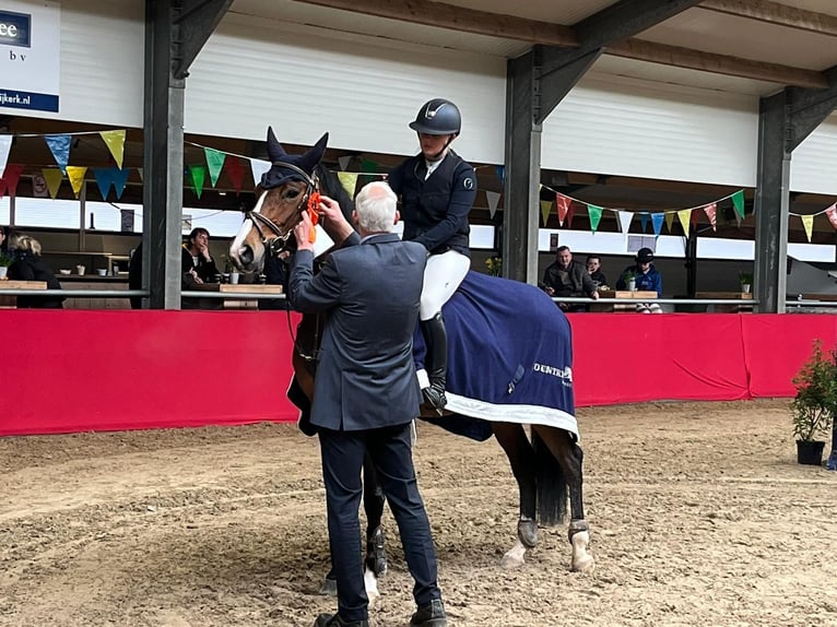 Oldenburg-International (OS) Mare 13 years 16 hh Bay-Dark in Geilenkirchen