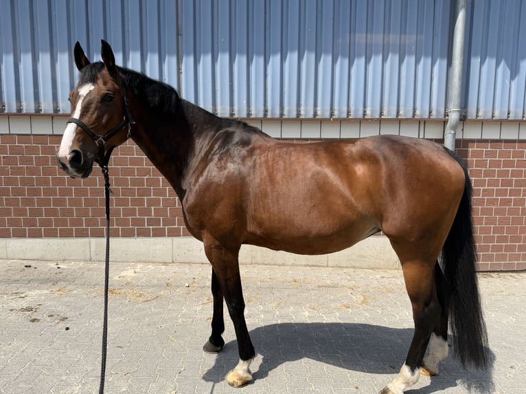 Oldenburg-International (OS) Mare 13 years 16 hh Brown in Nettetal