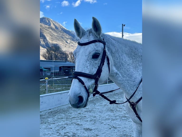 Oldenburg-International (OS) Mare 13 years 16 hh Grey in Aarburg