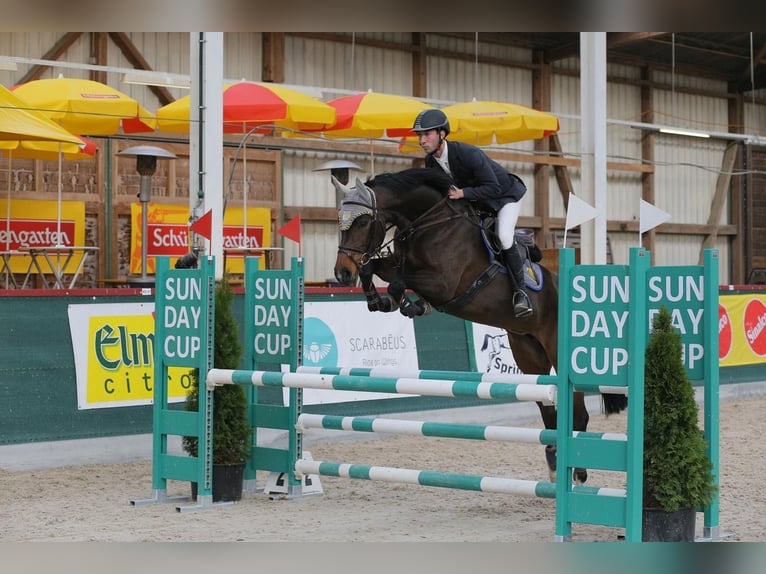 Oldenburg-International (OS) Mare 13 years 16,1 hh Bay-Dark in Sch&#xF6;neck/Vogtland
