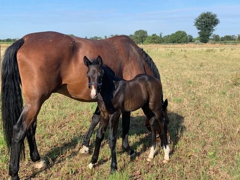 Oldenburg-International (OS) Mare 13 years 16,2 hh Brown in Schriesheim