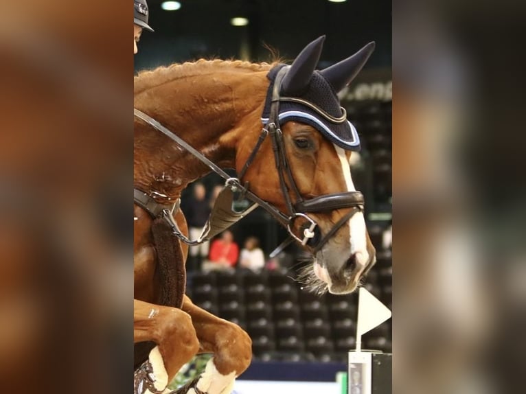 Oldenburg-International (OS) Mare 13 years 17 hh Chestnut-Red in Oberheldrungen