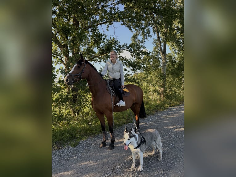 Oldenburg-International (OS) Mare 14 years 15.2 hh Brown in Lachendorf