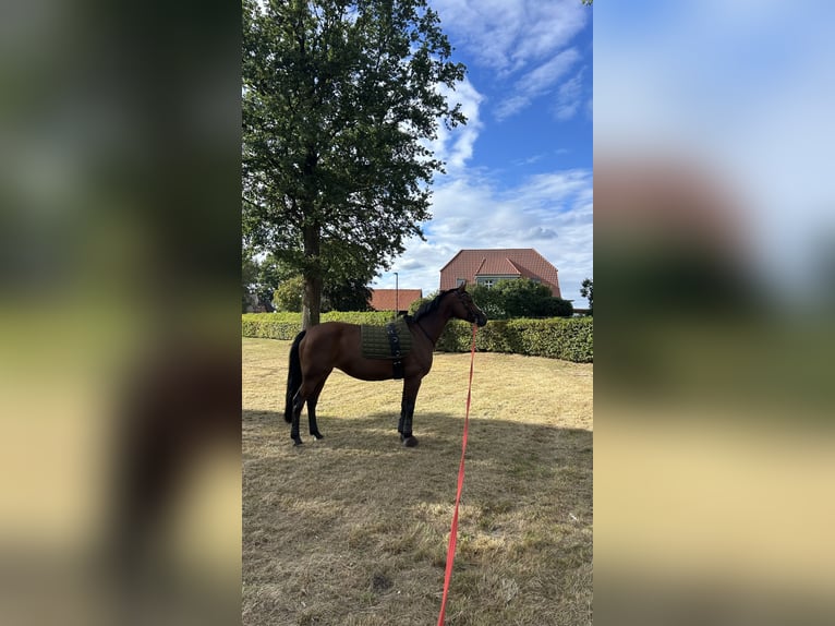 Oldenburg-International (OS) Mare 14 years 15.2 hh Brown in Lachendorf