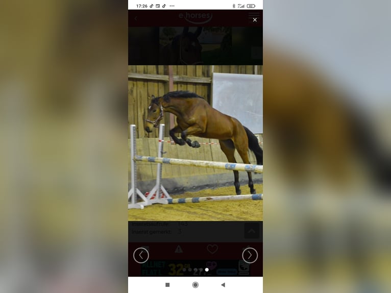 Oldenburg-International (OS) Mare 14 years 15.2 hh Brown in Reichenberg
