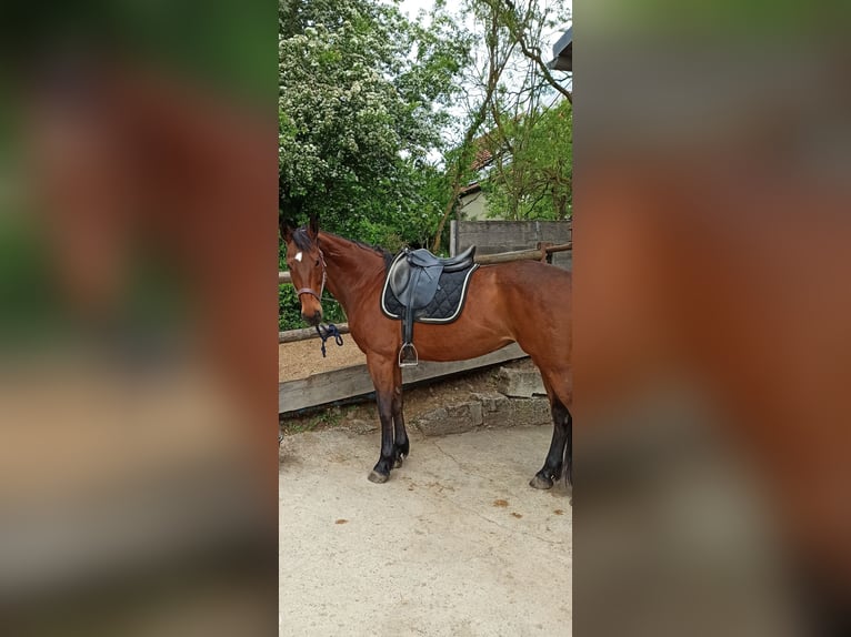 Oldenburg-International (OS) Mare 14 years 15.2 hh Brown in Reichenberg