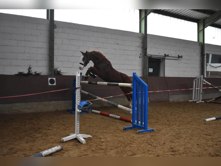 Oldenburg-International (OS) Mare 14 years 15.2 hh Chestnut-Red in Oberelbert