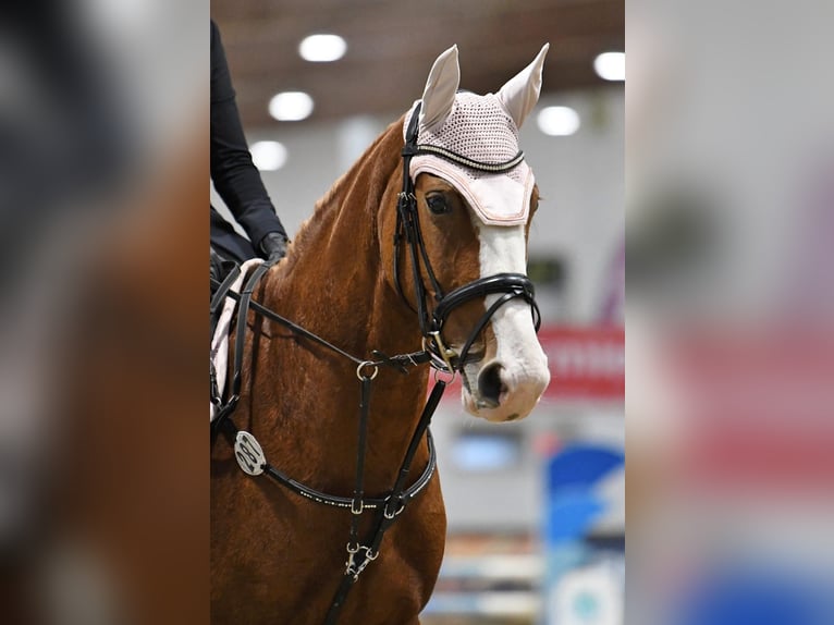 Oldenburg-International (OS) Mare 14 years 15.2 hh Chestnut-Red in Oberelbert
